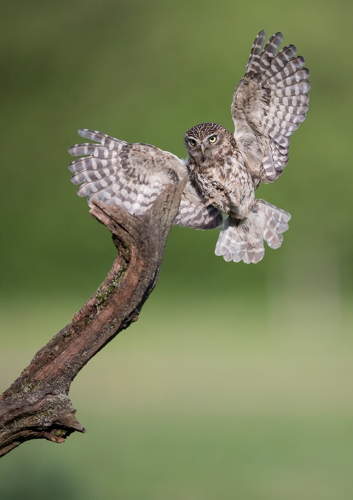 little owl