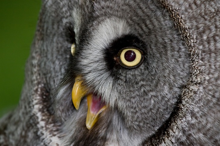 great grey owl