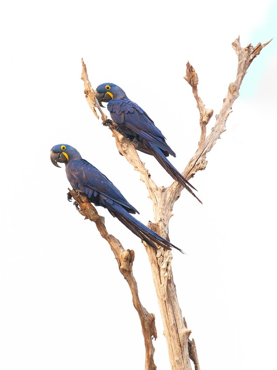 hyacinth macaw