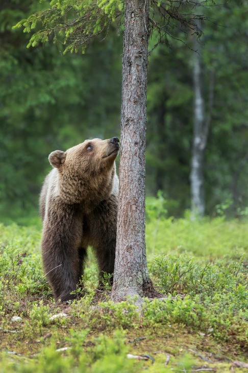 brown bear