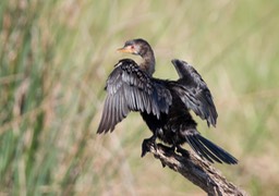 reed cormorant