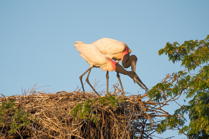 jabiru