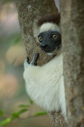 verreaux's sifaka