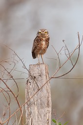 burrowing owl