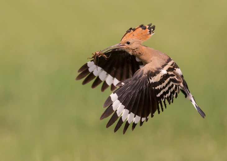 hoopoe