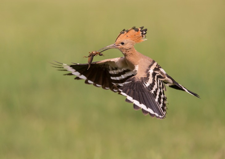 hoopoe