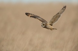 short eared owl