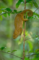 parson's chameleon