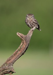 little owl