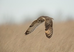 short eared owl