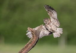 little owl