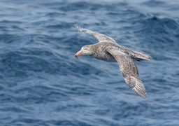 northern giant petrel