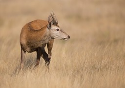 red deer