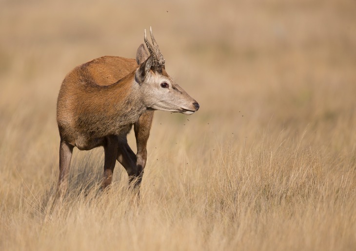 red deer