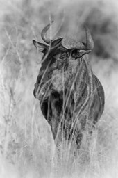 wildebeest