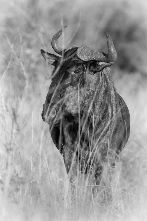 wildebeest