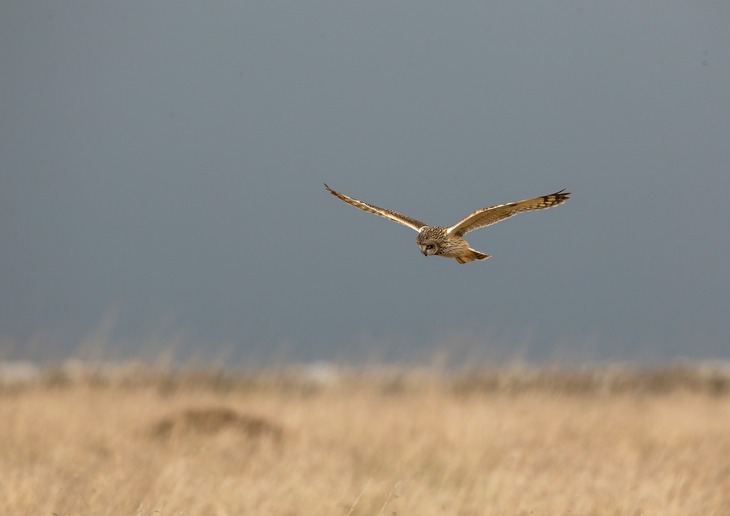 short eared owl