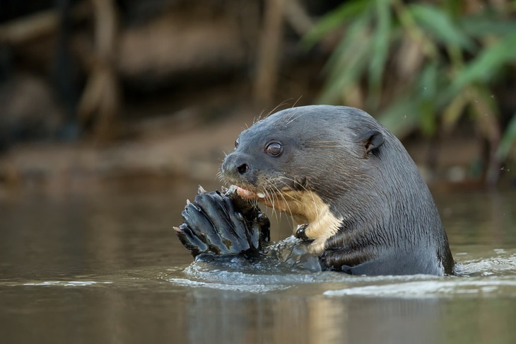 giant river otter