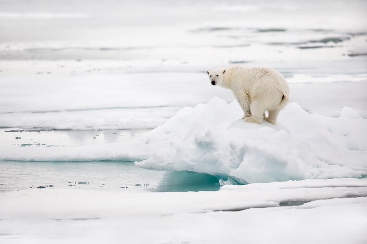 polar bear