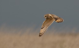 short eared owl