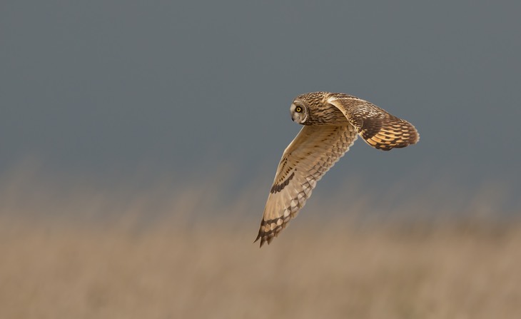 short eared owl