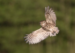 little owl