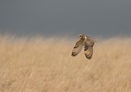 short eared owl