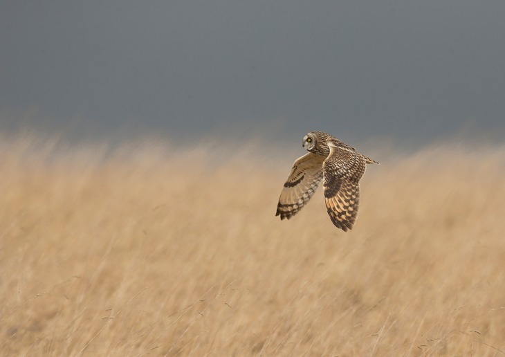 short eared owl