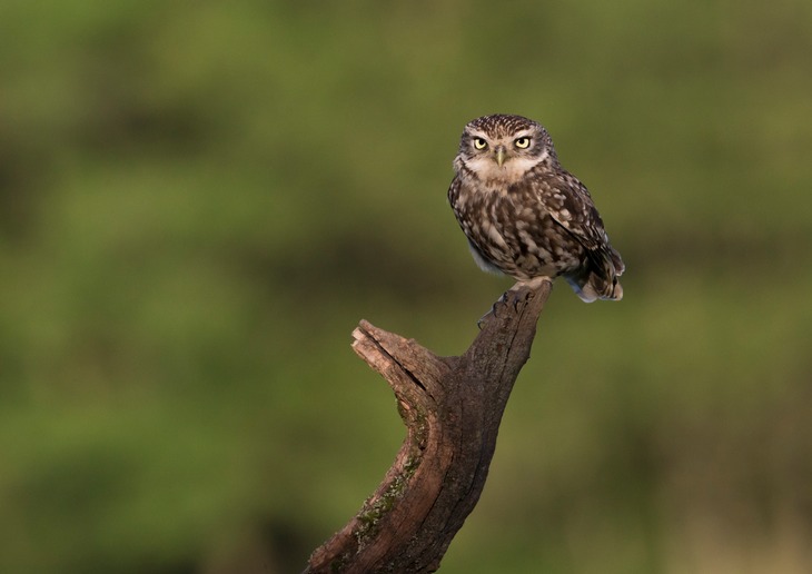 little owl