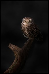 little owl