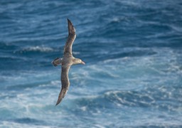 northern giant petrel