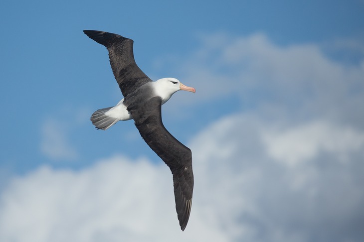 black browed albatross