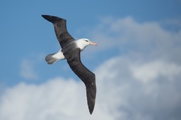 black browed albatross