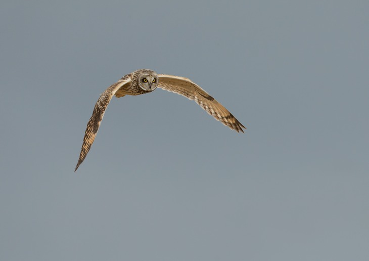 short eared owl