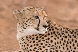 cheetah