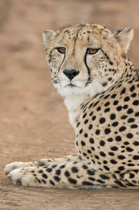 cheetah