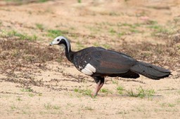 common piping guan