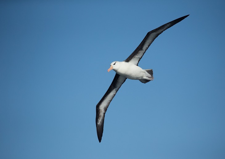 black browed albatross