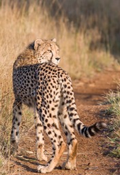 cheetah