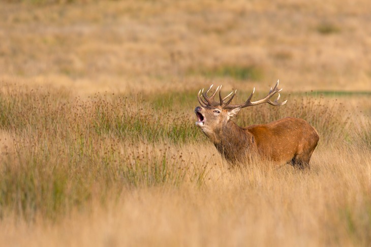 red deer