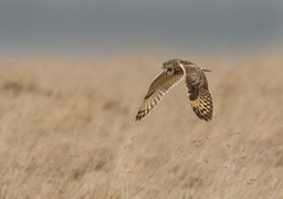 short eared owl