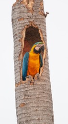 blue and yellow macaw