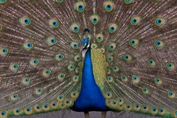 peacock