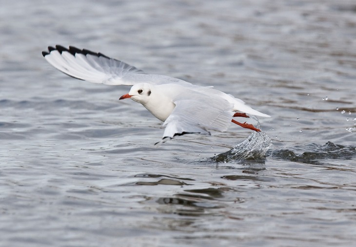 black headed gull