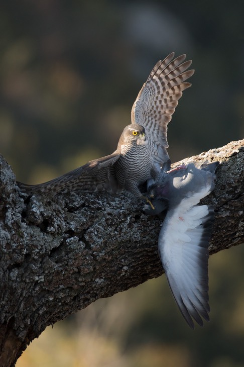 sparrowhawk