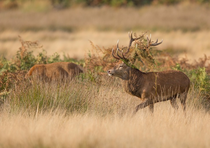 red deer