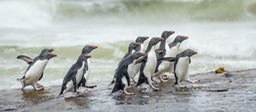 southern rockhopper penguin