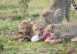 cheetah