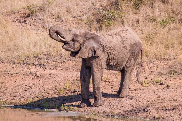 elephant