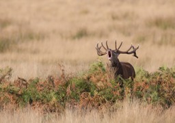 red deer